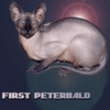 First Peterbald in Israel